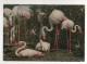 Timbres , Stamps   " Fleur ; VII Congrès International De Protozoologie  " Sur CP , Carte , Postcard Du 23/07/85 ?? - Kenya (1963-...)