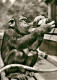 43019669 Affen Schimpanse Tierpark Landau Pfalz  Affen - Singes