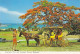 AK 183074 BAHAMAS - Nassau - Poinciana Tree And Carriage - Bahama's