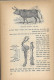 Delcampe - Zoology Animals - Hebrew זואולוגיה מרגולין 1958 - Schulbücher