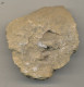 Fossiles De Polypier Marin 55 Millions D'années France - Fossils