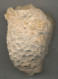Fossiles De Polypier Marin Sur Géode Quartz 55 Millions D'années France - Fossilien