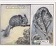 4 Chinchilla - Animals & Their Furs 1929 -  Wills Cigarettes - Original - L Size - - Wills