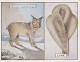 11 Lynx - Animals & Their Furs 1929 -  Wills Cigarettes - Original - L Size - - Wills