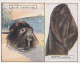 3 Coypu - Animals & Their Furs 1929 -  Wills Cigarettes - Original - L Size - - Wills