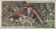 29 Kestrel With Prey - Life In The Tree Tops 1925 - Wills Cigarette Card - Wills