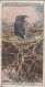 8 A Young Crow - Life In The Tree Tops 1925 - Wills Cigarette Card - Wills