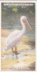 Natural History 1923. - 36 White Pelican - Players Cigarette Card - Player's