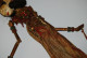 C245 Ancienne Marionnette - Style Indienne - Orientale - Bois - Jouet 2 - Marionette