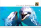 1-12-2023 (1 W 4) Australia - Dauphin / Dolphin - Dolphins