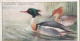 25 Red Breasted Merganser  - Game Birds & Wildfowl 1927  - Players Cigarette Card - Original - Player's