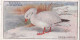20 Snow Goose  - Game Birds & Wildfowl 1927  - Players Cigarette Card - Original - Player's