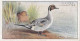 6 Pintail Duck  - Game Birds & Wildfowl 1927  - Players Cigarette Card - Original - Player's