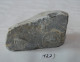 C127 Ancien Fossile - Rare Ammonite Schlotheimia - Fossils