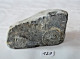 C127 Ancien Fossile - Rare Ammonite Schlotheimia - Fossils