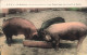 ANIMAUX - Des Cochons Mangeant Dans Le Mangeoire - Colorisé - Carte Postale Ancienne - Cochons