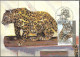 Israel 1992 Maximum Card Leopard The Zoological Center Ramat Gan [ILT1637] - Covers & Documents