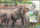 Israel 1992 Maximum Card Asian Elephant The Zoological Center Ramat Gan [ILT1638] - Maximumkarten