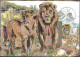 Israel 1992 Maximum Card Asian Lion The Jerusalem Zoo [ILT1639] - Maximumkarten