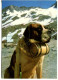 CHIEN - SUISSE 1973 Affr. Seul Sur Carte Postale Pour La France LE GRAND ST BERNARD (cachets + Carte Postale) - Dogs