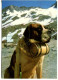 CHIEN - SUISSE 1973 Affr. Seul Sur Carte Postale Pour La France LE GRAND ST BERNARD (cachets + Carte Postale) - Honden