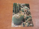 503 //  "LES COUSSINS DE BELLE-MERE" / MONTE-CARLO JARDIN EXOTIQUE - Cactus