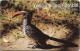 Namibia - Telecom Namibia - Birds Of Namibia, Yellow Billed Hornbill, Solaic, 1999, 20$, Used - Namibia