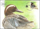 Israel 1989 Maximum Card Garganey Ducks Of Israel [ILT1643] - Covers & Documents