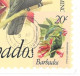 Thème Oiseaux - Barbados - Hummingbird - Colibris - Segler & Kolibris