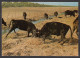 065966/ Taureaux De Combat En Camargue - Taureaux