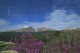 COLORADO, FIREWEED, LONGS PEAK, FIELD OF FLOWERS, MOUNTAIN, UNITED STATES - Autres & Non Classés