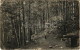 * T3 1908 Lőcsefüred, Levoca Kúpele; Erdő Az Arany-forrásnál. Singer Kiadása / Forest With Spring (Rb) - Zonder Classificatie