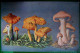 CPA  CHAMPIGNONS . CHAMPIGNON HYGROPHORUS CONICUS , PUDORINUS , CERACEUS, MYCOLOGIE  MUSHROOM OLD  PC - Funghi