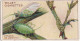 Garden Life 1914 - 13 Aphids Or Greenflies   - Wills Cigarette Card - - Wills