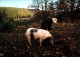 20612  COCHON Chercheur De TRUFFES  (2 Scans)  PERIGORD - Pigs