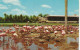 Flamingoes And Clubhouse, Hialeah Race Course, Miami, Florida - Miami