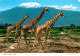 42635780 Giraffe Africa  Tiere - Singes