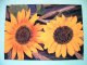 Slovakia 1994 Postcard "flowers Sunflower" Sent Locally - Madonna And Child By Klemens - Briefe U. Dokumente