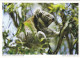 AK 185952 AUSTRALIA - Philipp Island - Koala - Other & Unclassified