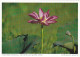 AK 185967 AUSTRALIA - Nelumbo Nucifera Im South Alligator River - Zonder Classificatie