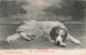 ANIMAUX  ET FAUNE - Chiens Des Pyrénées Au Repos - Carte Postale Ancienne - Dogs