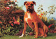 ANIMAUX ET FAUNE - Un Boxer Dans Le Jardin - Colorisé - Carte Postale - Dogs