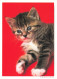 ANIMAUX ET FAUNE - Gentils Chatons - Colorisé - Carte Postale - Cats