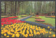 125226/ LISSE, Keukenhof - Lisse