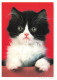 ANIMAUX ET FAUNES - Un Petit Chaton - Colorisé - Carte Postale Ancienne - Chats