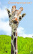 Animaux- Humour GIRAFE ( GIRAFFA GIRAFFE JIRAFA) Comment ça Va ? Editions : YVON Photo Thom Lang / Corbis *PRIX FIXE - Jirafas