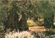 ISRAEL - Jerusalem - Jardin De Gethsemani - Colorisé - Carte Postale - Israel