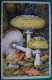 CPA  CHAMPIGNON AMANITE PANTHERE .CHAMPIGNONS Amanita Pantherina  . MUSHROOM OLD PC FUNGI - Funghi