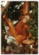 Sumatran Orangutan Primate Dresden Zoo DDR GDR 1989 Germany Unused Postcard. Publisher Bild Und Heimat, Reichenbach - Singes