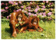 Sumatran Orangutans Primate Dresden Zoo DDR GDR 1989 Germany Unused Postcard. Publisher Bild Und Heimat, Reichenbach - Singes